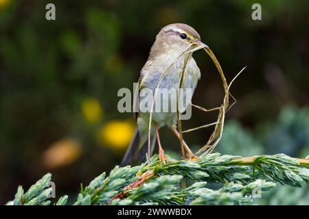 Willow Warbler; Phylloscopus trochilus; with Nesting Material; UK Stock Photo