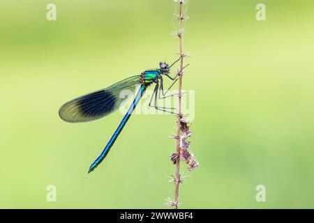 Banded Demoiselle; Calopteryx splendens; Male; UK Stock Photo
