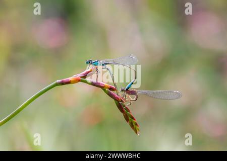 Blue Tailed Damselfly; Ischnura elegans; Two Paired; UK Stock Photo
