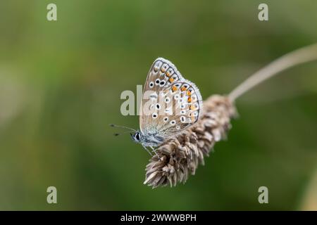 Common Blue Butterfly; Polyommatus icarus; Female; UK Stock Photo