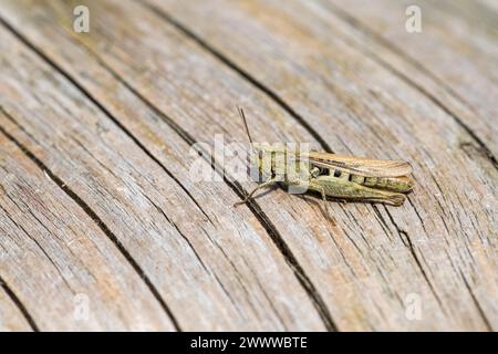 Common Field Grasshopper; Chorthippus brunneus; on Wood; UK Stock Photo