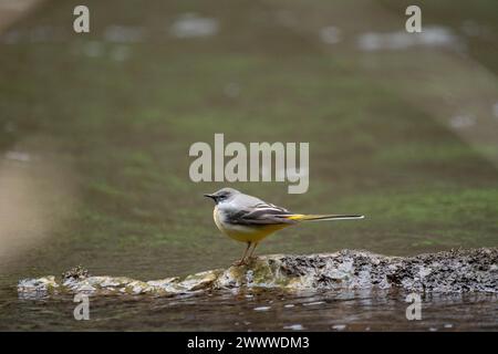 grey wagtail by the river wye Stock Photo