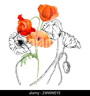 Hand drawn watercolor botanical illustration flowers leaves. Red poppy papaver, stems buds seedpods. Field bouquet isolated on white background Stock Photo