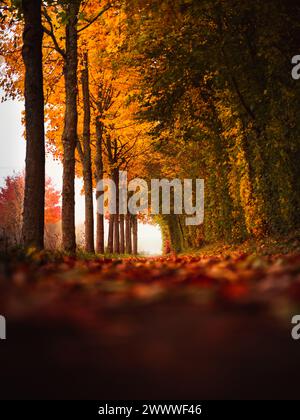 Trees with yellow and green leaves lining a path in the fall with leaves on the ground with copy space and free space Stock Photo