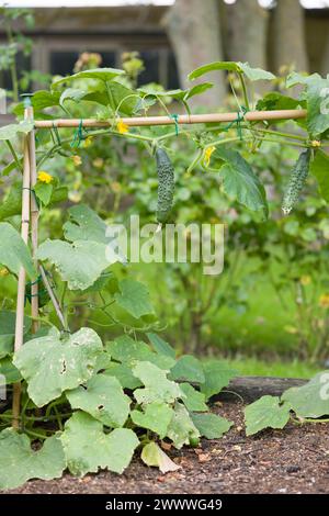 Home-grown cucumber plant (Bedfordshire Prize ridged cucumbers) growing outdoors in an English vegetable garden in summer, UK Stock Photo