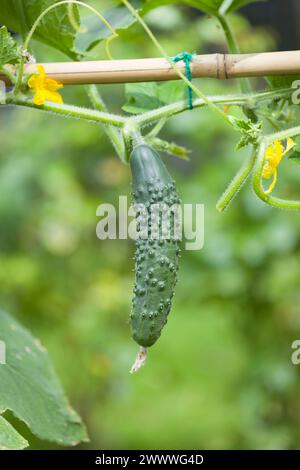 Close-up of cucumber (Bedfordshire Prize ridged cucumbers) growing on a plant in an English garden in summer, UK Stock Photo