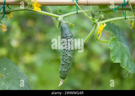 Close-up of cucumber (Bedfordshire Prize ridged cucumbers) growing on a plant in an English garden in summer, UK Stock Photo