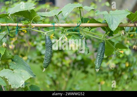 Cucumbers (Bedfordshire Prize ridged) growing outdoors on a cucumber plant in an English garden in summer, UK Stock Photo