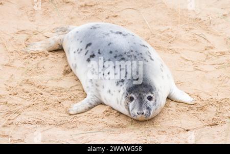 Grey seal pup (Halichoerus grypus) alone on the beach in winter. Horsey Gap, Norfolk, UK Stock Photo