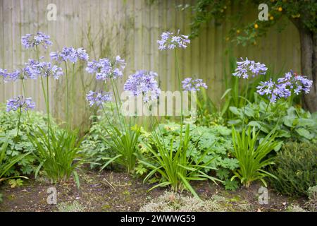 Blue Agapanthus plant (African lily) growing in English garden flowerbed, UK Stock Photo