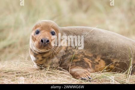 Young female grey seal alone in sand dunes on a beach in winter. Horsey Gap, Norfolk, UK Stock Photo