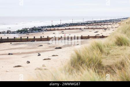 Grey seals on a beach. Grey seal (Halichoerus grypus) colony in winter at Horsey Gap, Norfolk, UK Stock Photo