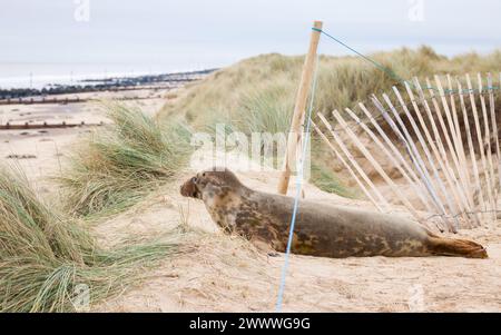 Young female grey seal in sand dunes on a beach in winter. Horsey Gap, Norfolk, UK Stock Photo