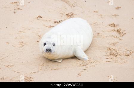 Cute white grey seal pup (Halichoerus grypus) alone on the beach in winter. Horsey Gap, Norfolk, UK Stock Photo