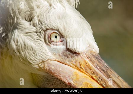 Portrait of a pelican. Close-up of a pelican head. Details on dalmatian pelican ( pelecanus crispus ) head Stock Photo