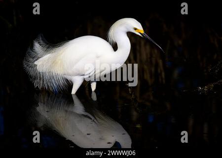 Snowy egret (Egretta thula) with breeding plumage at mangrove swamp, Merrit island wildlife refuge, Florida, USA. Stock Photo