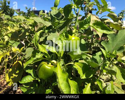 Fresh peppers growing on lush green plants under a blue sky, with assorted fruit Stock Photo