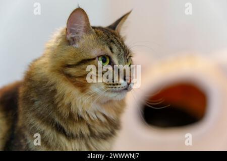 Portrait of a cat looking curious Stock Photo