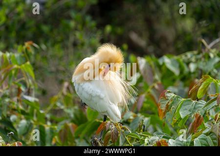 Cattle egret in nuptial plumage perched on a tree in Taipei, Taiwan Stock Photo