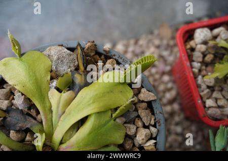 Young Venus Fly traps plants Stock Photo