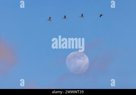 A group of Common Cranes (Grus grus) fly on the sky during the migration or roost in the background of the full Mooin and sunset colored clouds Stock Photo