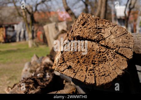 texture, tree trunk cross section where you can see the growth rings, and cracks from drying Stock Photo