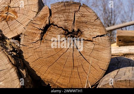 texture, tree trunk cross section where you can see the growth rings, and cracks from drying Stock Photo