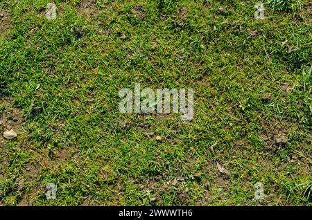 texture, revived fresh grass in early days spring Stock Photo