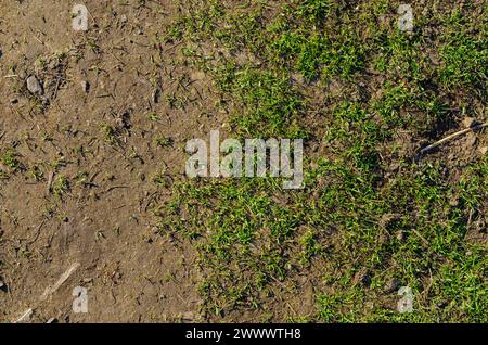 texture, revived fresh grass in early days spring Stock Photo