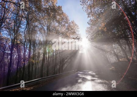 Auf einer kleinen Strasse in einem Wald am Ätna bricht die Morgensonne durch den sich auflösenden Nebel. Catania, Sizilien, Italien Nebelwald am Ätna *** On a small road in a forest on Mount Etna, the morning sun breaks through the dissipating fog Catania, Sicily, Italy Cloud forest on Mount Etna Stock Photo