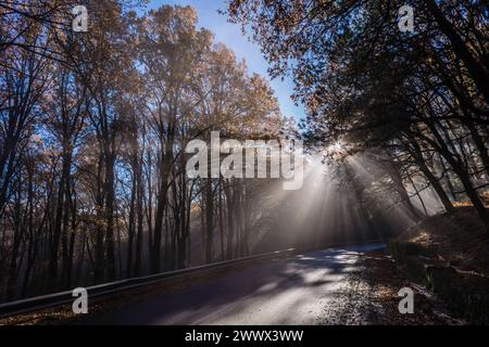 Auf einer kleinen Strasse in einem Wald am Ätna bricht die Morgensonne durch den sich auflösenden Nebel. Catania, Sizilien, Italien Nebelwald am Ätna *** On a small road in a forest on Mount Etna, the morning sun breaks through the dissipating fog Catania, Sicily, Italy Cloud forest on Mount Etna Stock Photo