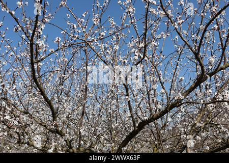 Apricot Blossom, Apricot Blossom In The Wachau, Lower Austria, Austria Stock Photo