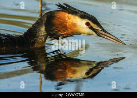 Portrait of great crested grebe, Neuchâtel lake, Switzerland (Podiceps cristatus) Stock Photo