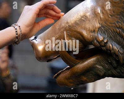 A Detail of Hand touching good luck copper pig statue in Florence rite of fortune you have to rub a coin on the nose of wild boar and then drop it int Stock Photo