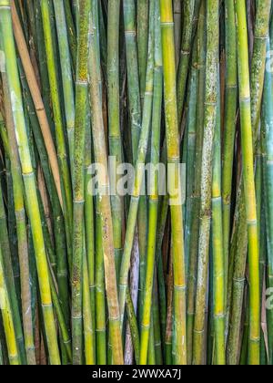 Closeup of Bamboo filling frame Stock Photo