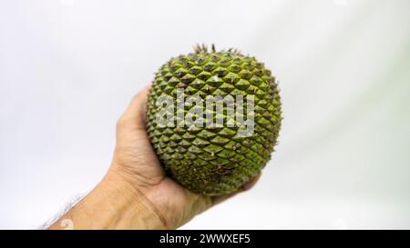 Edible pine cone seed harvested in Brazil Stock Photo