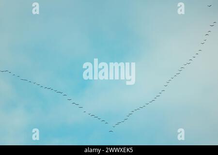Flock of wild birds flying in a wedge against blue sky with white and pink clouds in sunset Stock Photo