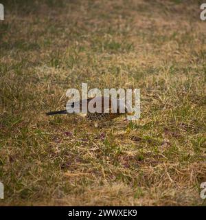 A female blackbird collects worms on a green lawn. Female blackbird, Turdus merula. Stock Photo