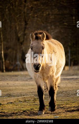 Przewalski's or Dzungarian horse, is a rare and endangered subspecies of wild horse. Also know as Asian wild horse and Mongolian wild horse. Head clos Stock Photo