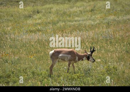 Amazing lone grazing peninsular pronghorn buck in a field. Stock Photo