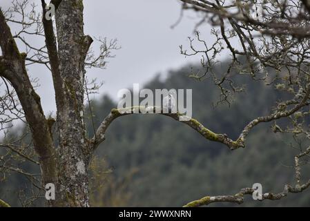 Distant View of Common Woodpigeon (Columba palumbus) From Back with Head in Right-Profile, Sitting on a Tree Branch with Welsh Forest Background, UK Stock Photo
