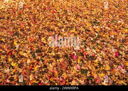 Autumn leaves lying on ground Stock Photo