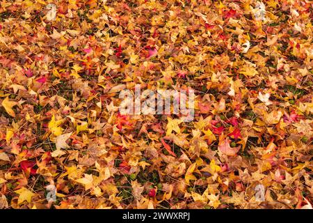 Autumn leaves lying on ground Stock Photo