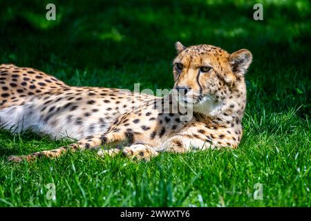 A close-up shot of a resting cheetah on vibrant green grass, showcasing its detailed fur pattern and focused gaze. The sunlight illuminates the scene, highlighting the intricate details of the cheetah fur. Stock Photo
