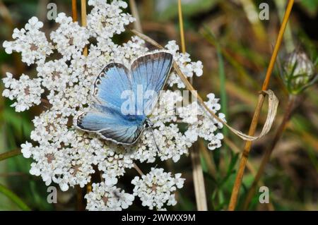 Chalk Hill Blue Butterfly 'Polyommatus coridon' feeding on the flowers of a member of the Apiaceae (Umbelliferae) family.Photographed on chalk grassla Stock Photo