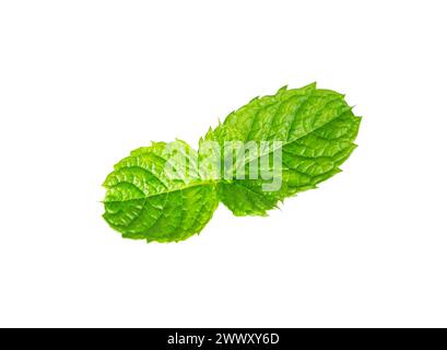 Mint leaf.. Fresh raw mint leaves isolated on white background Stock Photo