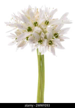 Wild garlic flowers isolated on white background Stock Photo