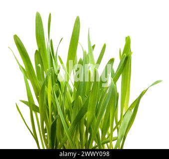 Fresh grass for cats (avena sativa) isolated on white Stock Photo
