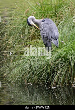Grey Heron quietly preening itself while standing among grasses at water's edge Stock Photo
