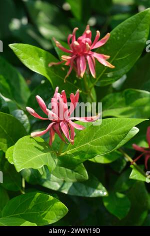 Calycanthus occidentalis, spice bush, western sweetshrub, magnolia-like  red flowers in summer Stock Photo